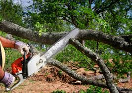 Best Utility Line Clearance  in Sebewaing, MI