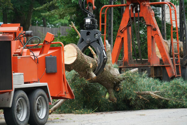 Best Tree Maintenance Programs  in Sebewaing, MI